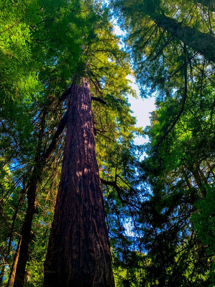 On Redwoods